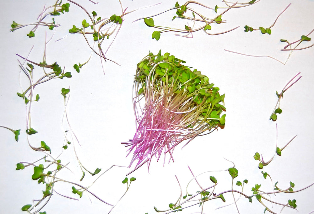 WTF is Kohlrabi?