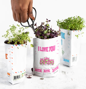 
                  
                    Merry Christmas Card | Basil Microgreens
                  
                